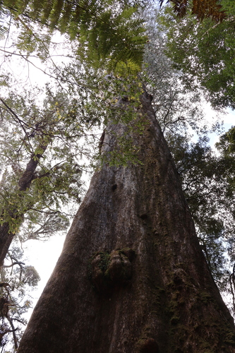 Eucalyptus regnans (Australian Mountain Ash) (alternate view 3)