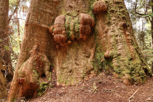 Eucalyptus regnans (Australian Mountain Ash)