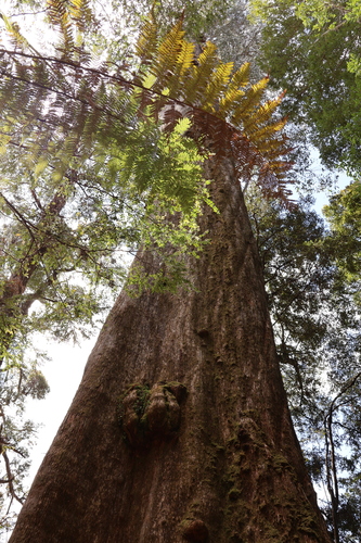 Eucalyptus regnans (Australian Mountain Ash) (alternate view 4)