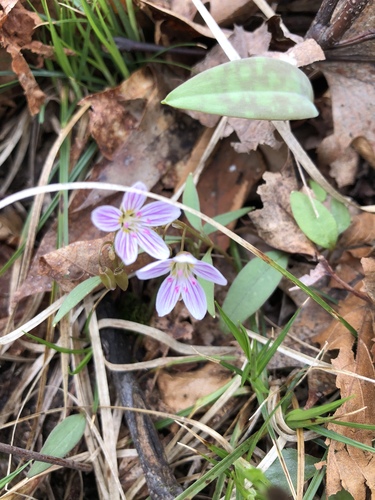 Claytonia caroliniana (Carolina Springbeauty) (alternate view 6)