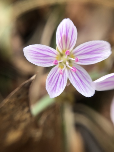 Claytonia caroliniana (Carolina Springbeauty) (alternate view 5)