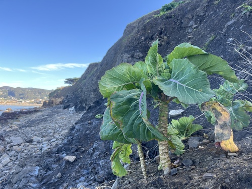 Brassica (cabbages and mustards) (alternate view 5)