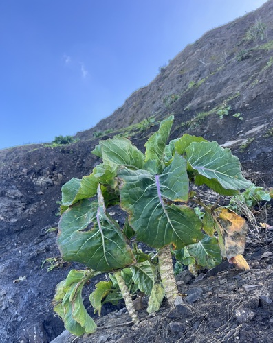 Brassica (cabbages and mustards) (alternate view 6)