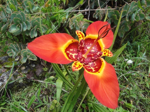 Tigridia pavonia (Mexican shell flower) (alternate view 3)