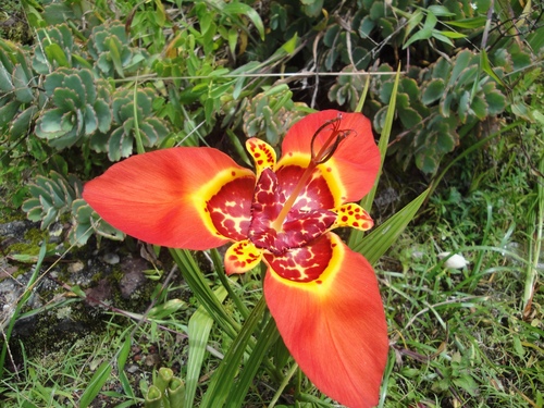 Tigridia pavonia (Mexican shell flower) (alternate view 4)