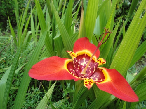 Tigridia pavonia (Mexican shell flower) (alternate view 2)