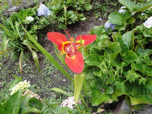 Tigridia pavonia (Mexican shell flower) (alternate view 5)