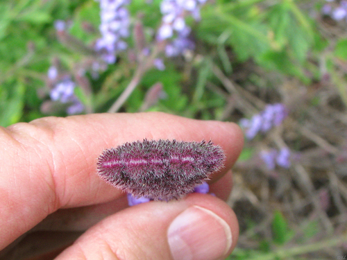 Verbena lasiostachys (western vervain) (alternate view 2)