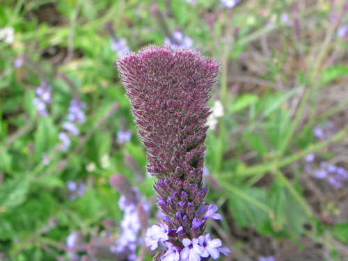 Verbena lasiostachys (western vervain) (alternate view 3)