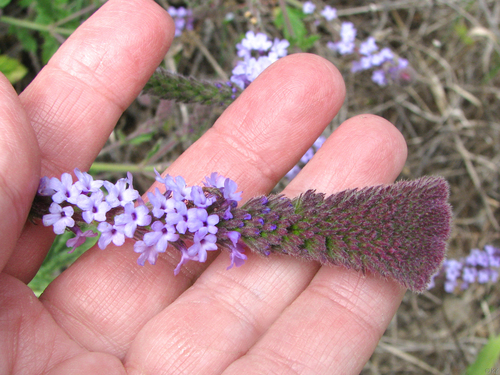 Verbena lasiostachys (western vervain) (alternate view 4)