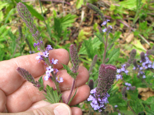 Verbena lasiostachys (western vervain) (alternate view 5)