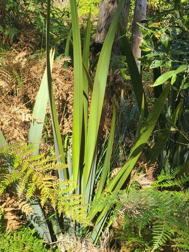 Phormium (New Zealand flaxes) (alternate view 5)