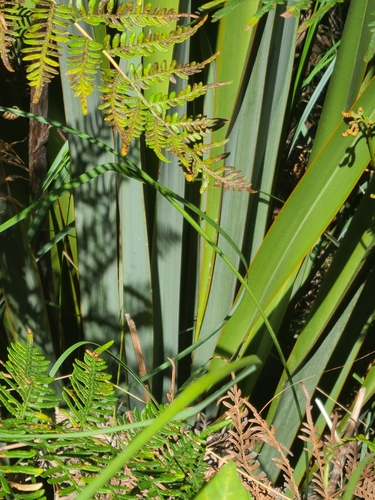 Phormium (New Zealand flaxes) (alternate view 6)