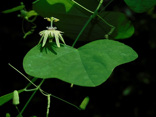 Passiflora lutea (yellow passionflower) (alternate view 7)
