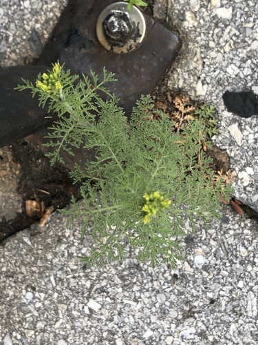 Descurainia sophia (flixweed) (alternate view 8)