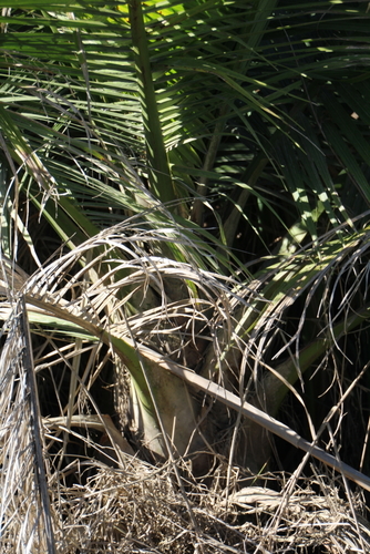 Ravenea rivularis (Majesty Palm)
