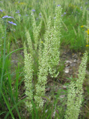 Koeleria macrantha (Prairie Junegrass) (alternate view 4)