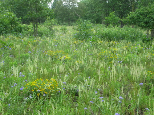 Koeleria macrantha (Prairie Junegrass) (alternate view 5)