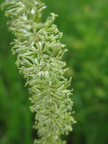 Koeleria macrantha (Prairie Junegrass) (alternate view 6)