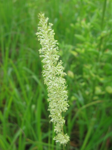 Koeleria macrantha (Prairie Junegrass) (alternate view 7)