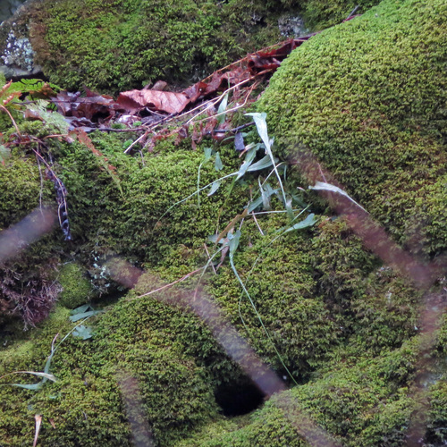 Asplenium rhizophyllum (walking fern) (alternate view 5)