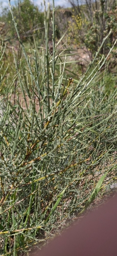 Lepidospartum squamatum (California Broomsage) (alternate view 8)