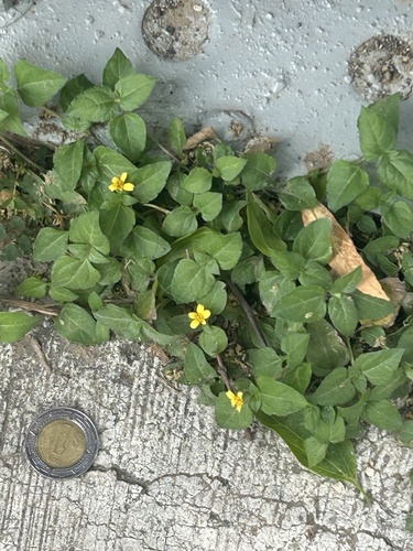 Calyptocarpus vialis (straggler daisy)
