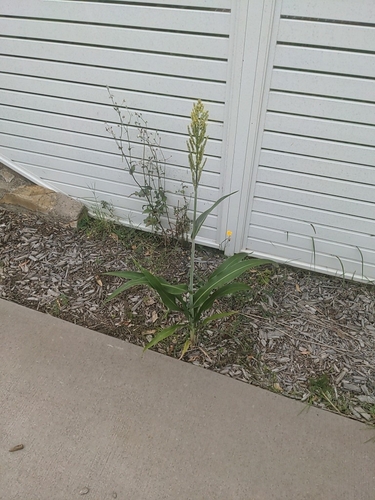 Sorghum bicolor (Sorghums) (alternate view 11)