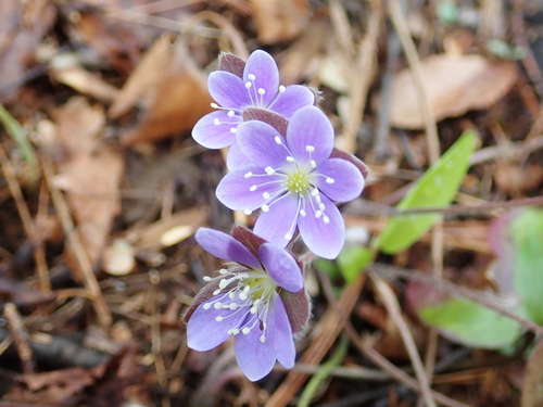 Hepatica americana (round-lobed hepatica)