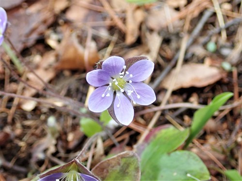 Hepatica americana (round-lobed hepatica)