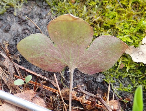 Hepatica americana (round-lobed hepatica)