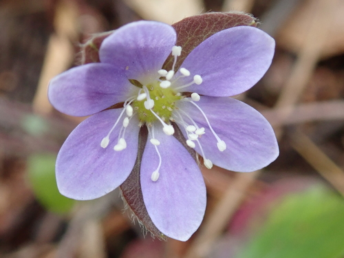 Hepatica americana (round-lobed hepatica)