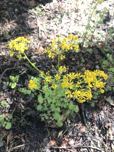 Packera glabella (Butterweed)