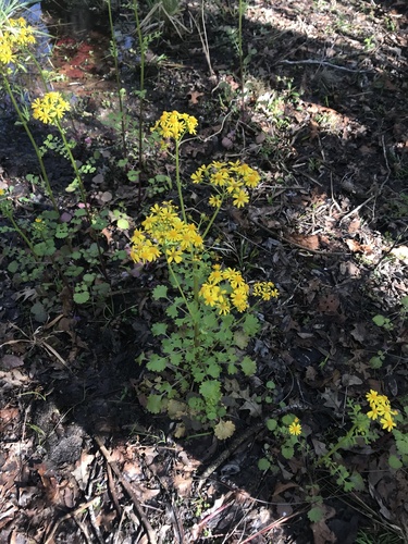 Packera glabella (Butterweed)