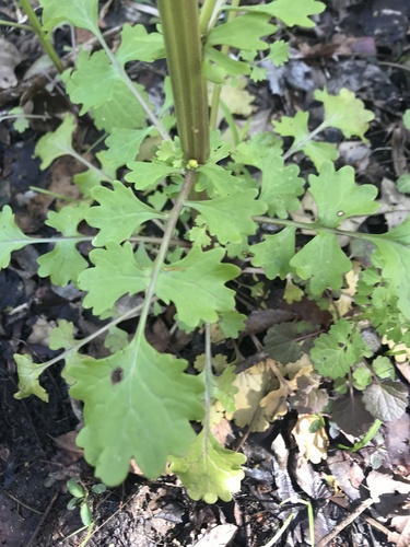Packera glabella (Butterweed)