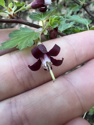 Ribes roezlii (Sierra Gooseberry)