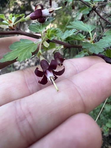 Ribes roezlii (Sierra Gooseberry) (alternate view 2)