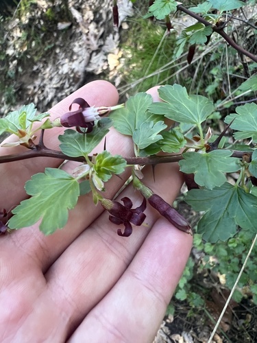 Ribes roezlii (Sierra Gooseberry) (alternate view 3)