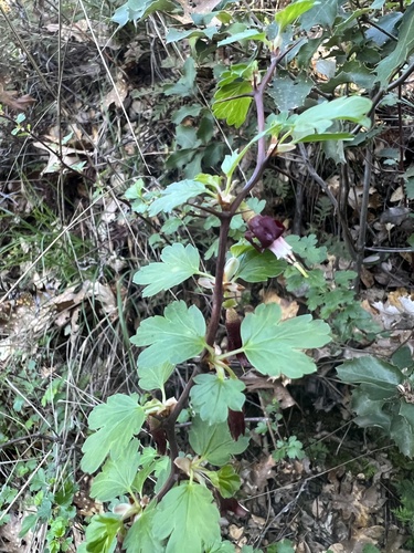 Ribes roezlii (Sierra Gooseberry) (alternate view 4)