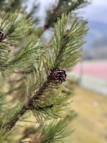 Pinus mugo (mugo pine) (alternate view 10)