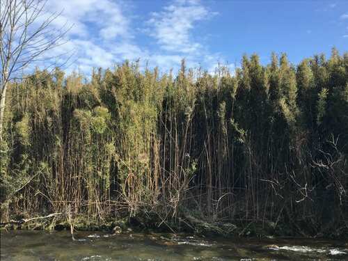Arundinaria gigantea (river cane) (alternate view 6)