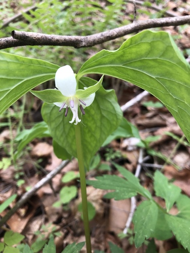 Trillium cernuum (nodding trillium) (alternate view 4)