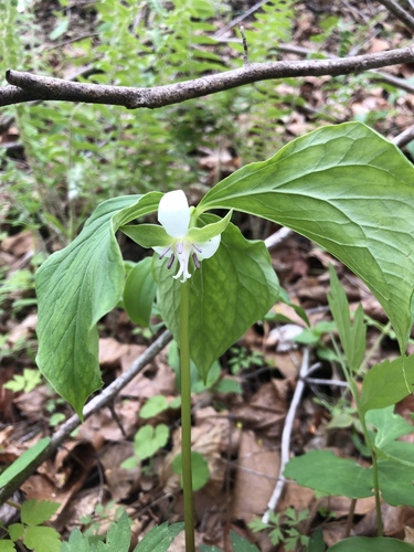 Trillium cernuum (nodding trillium) (alternate view 3)
