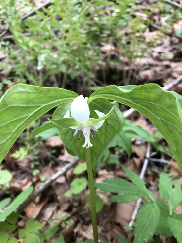 Trillium cernuum (nodding trillium) (alternate view 2)