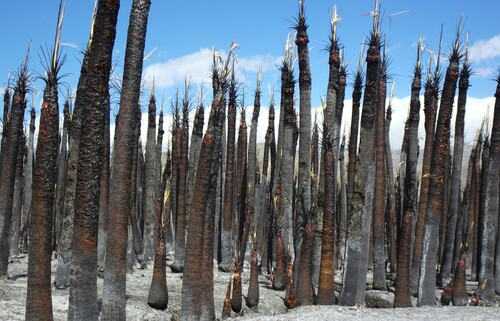 Washingtonia filifera (California fan palm) (alternate view 8)