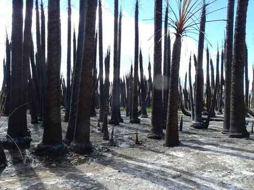 Washingtonia filifera (California fan palm) (alternate view 7)