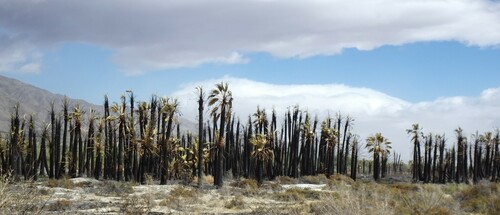 Washingtonia filifera (California fan palm) (alternate view 10)