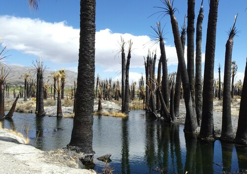Washingtonia filifera (California fan palm) (alternate view 9)
