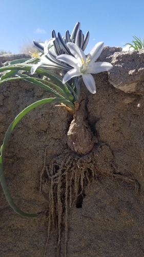 Hesperocallis undulata (desert lily) (alternate view 6)