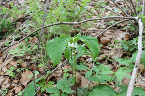 Trillium cernuum (nodding trillium) (alternate view 5)